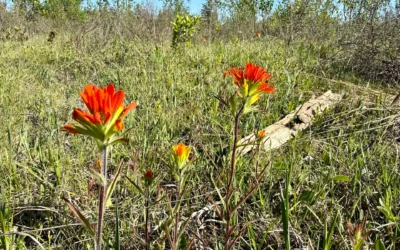 Rediscover Drummond Island