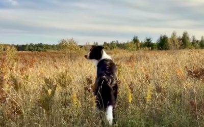 The Best Dog-Friendly Vacation Rentals on Drummond Island, Michigan