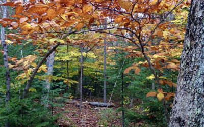 DIORA October Spotlight: Following the Beagles